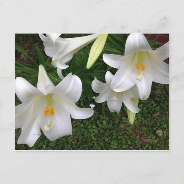 White Lily vycard Vykort (Framsida)