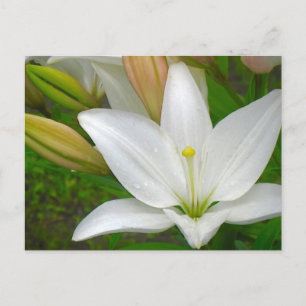 White Lily vycard Vykort