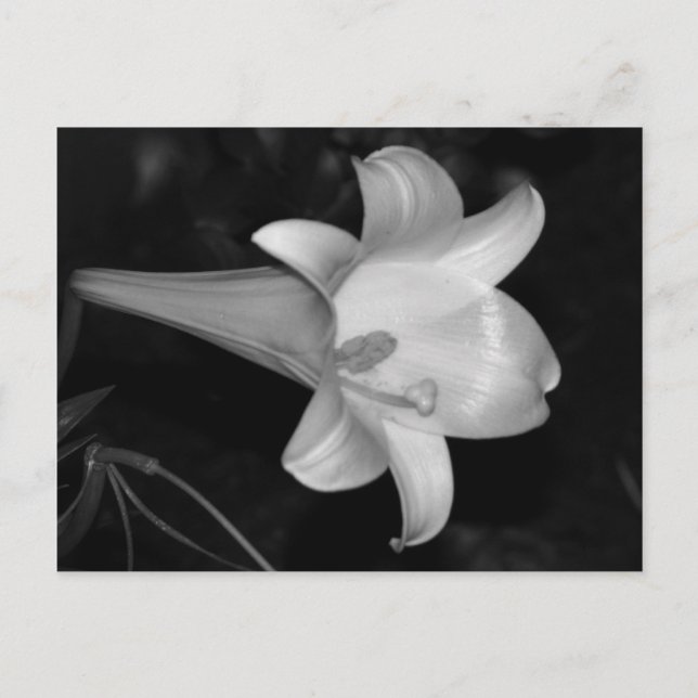 White Lily Vykort (Framsida)