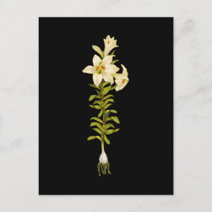 White Lily Vykort