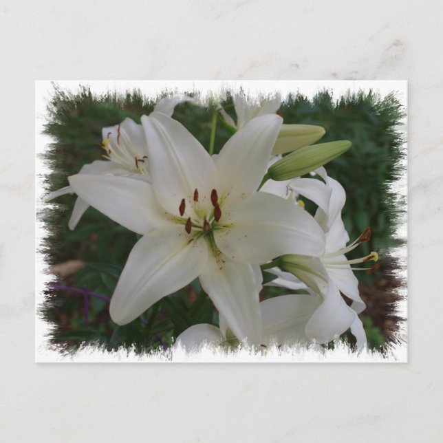 White Lily Vykort (Framsida)