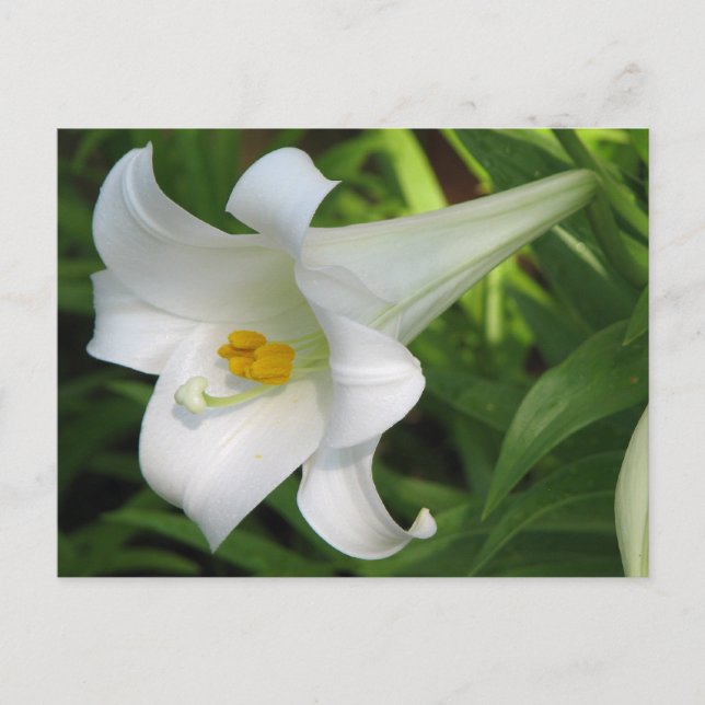 White Lily Vykort (Framsida)