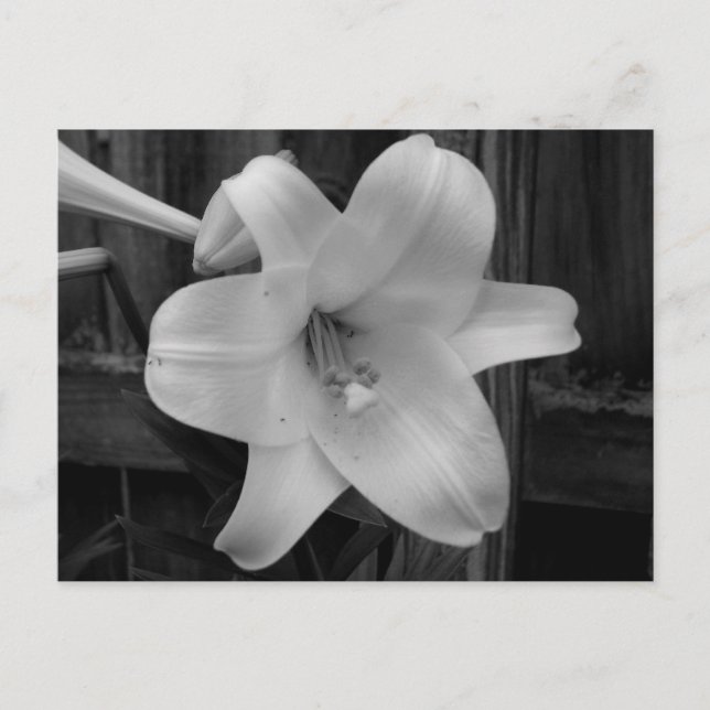 White Lily Vykort (Framsida)