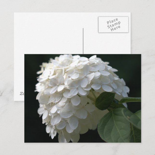 White Lime Hydrangea Vykort (Fram/baksida)