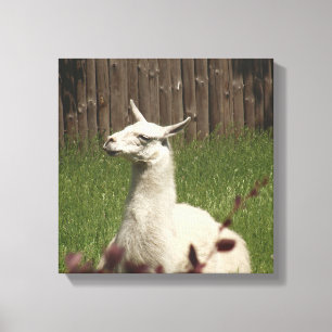 White Llama Canvastryck
