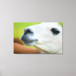 White Llama Canvastryck