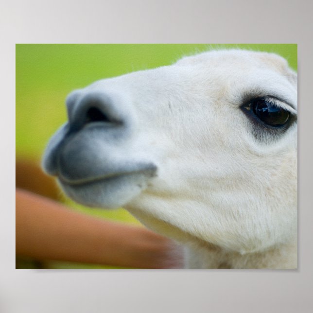 White Llama Poster (Framsidan)
