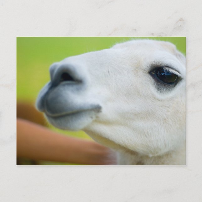 White Llama Vykort (Framsida)