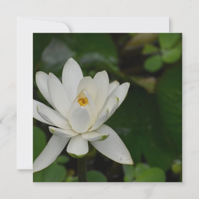 White Lotus (Framsida)