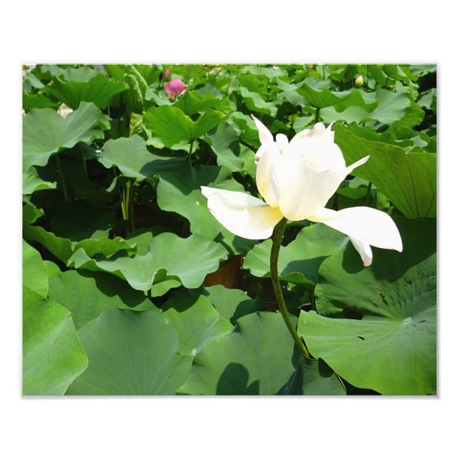White Lotus Flower Fototryck (Framsidan)