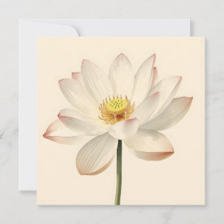 White Lotus Flower Kort