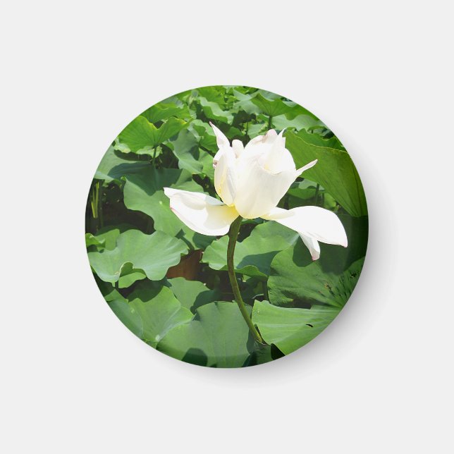White Lotus Flower Magnet (Framsidan)