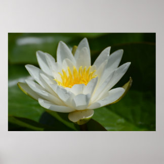 White Lotus Flower Poster