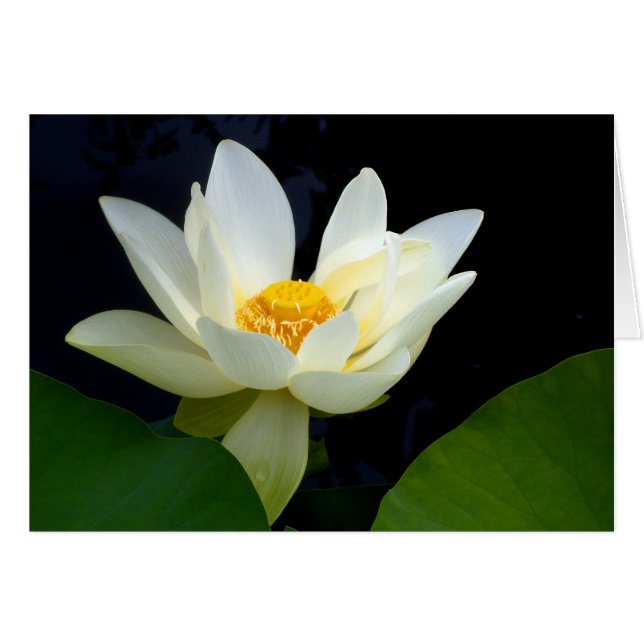 White Lotus Hälsningskort (Framsidan Horizontal)