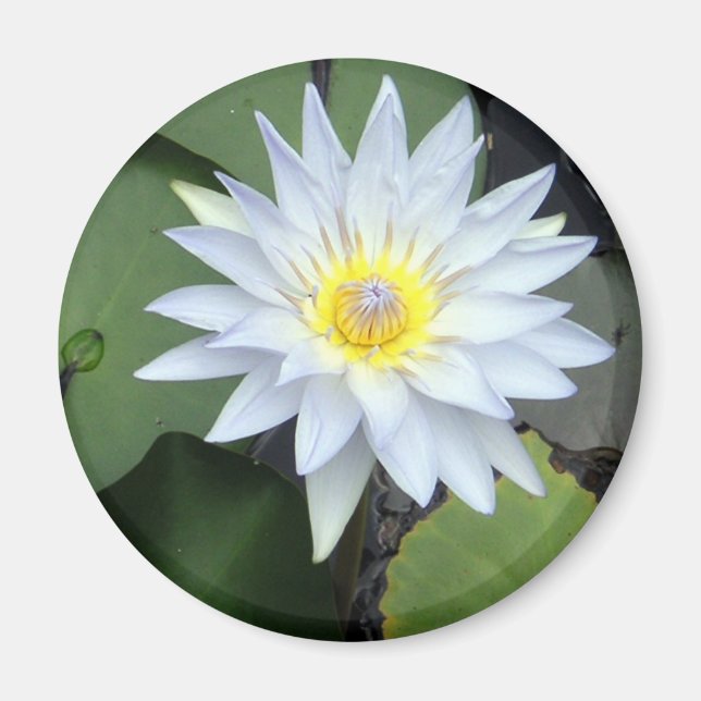 White Lotus Magnet (Framsidan)