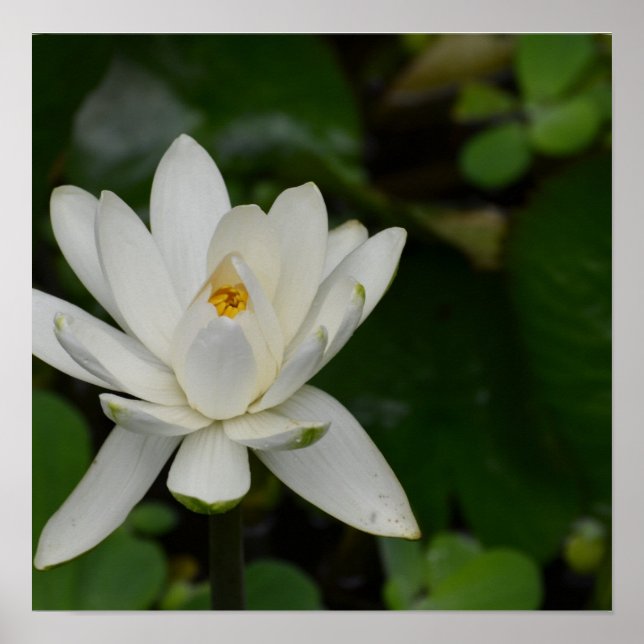 White Lotus Poster (Framsidan)