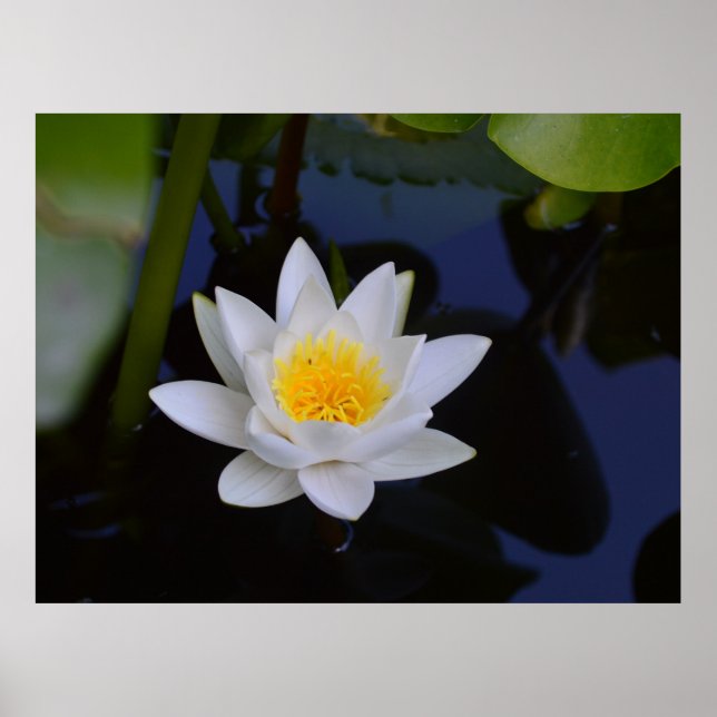 White Lotus Poster (Framsidan)