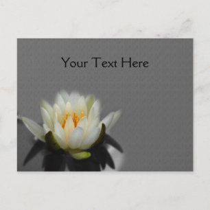 White Lotus Vatten Lily Flower Nature Vykort