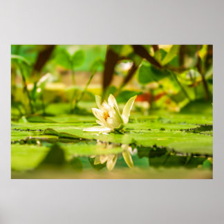 White Lotus Water Garden Affisch