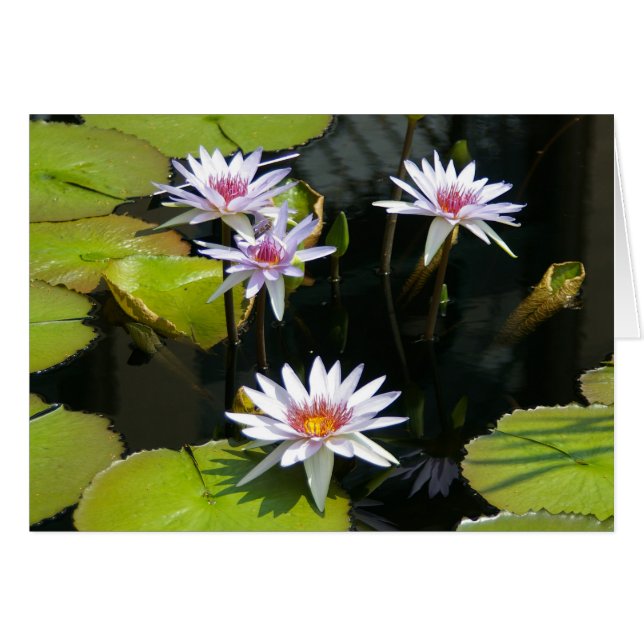 White Lotus Waterlilies Card Hälsningskort (Framsidan Horizontal)