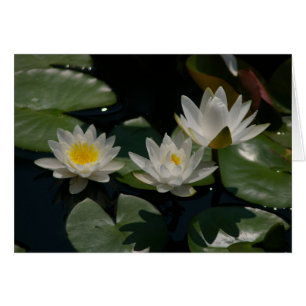 White Lotus Waterlilies Card Hälsningskort