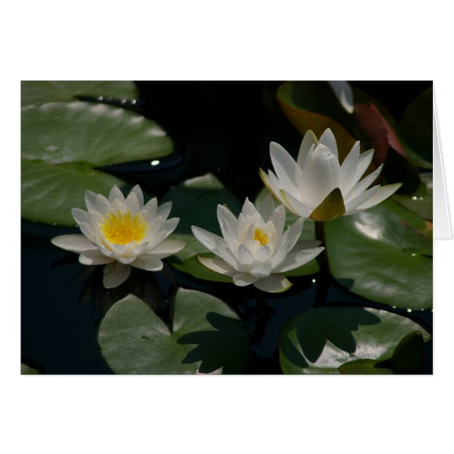 White Lotus Waterlilies Card Hälsningskort (Framsidan Horizontal)