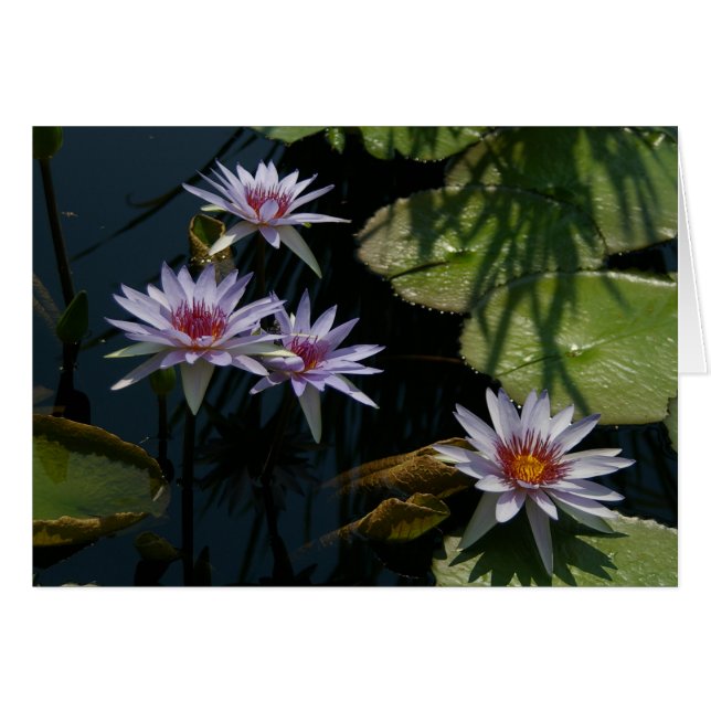 White Lotus Waterlilies Card Hälsningskort (Framsidan Horizontal)