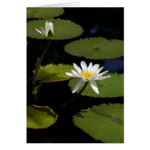 White Lotus Waterlilies Card Hälsningskort