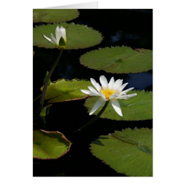 White Lotus Waterlilies Card Hälsningskort (Framsidan)