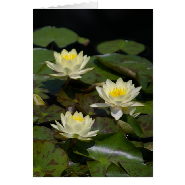 White Lotus Waterlilies Card Hälsningskort (Framsidan)