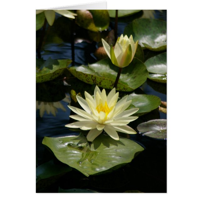 White Lotus Waterlilies Card Hälsningskort (Framsidan)