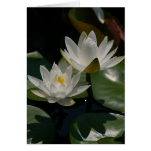 White Lotus Waterlilies Card Hälsningskort