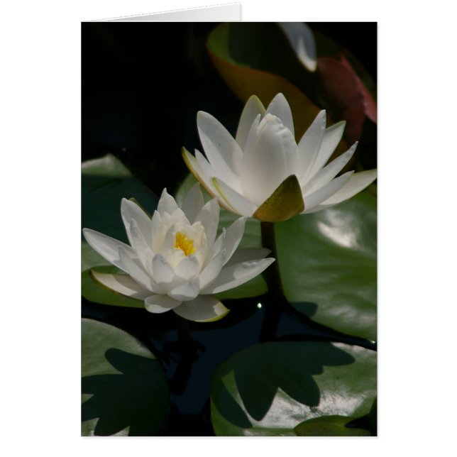 White Lotus Waterlilies Card Hälsningskort (Framsidan)