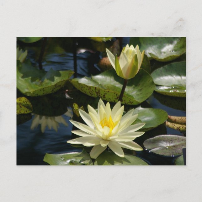 White Lotus Waterlilies vykort (Framsida)