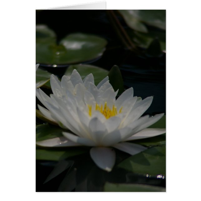 White Lotus Waterlily Card Hälsningskort (Framsidan)