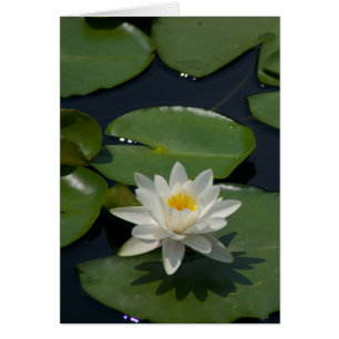 White Lotus Waterlily Card Hälsningskort