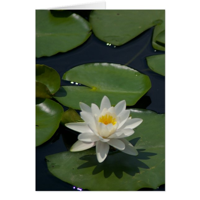 White Lotus Waterlily Card Hälsningskort (Framsidan)