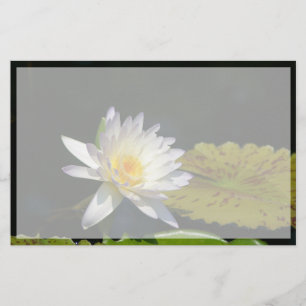 White Lotus Waterlily Flower