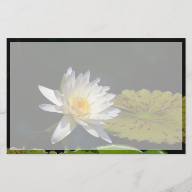 White Lotus Waterlily Flower (Framsida)