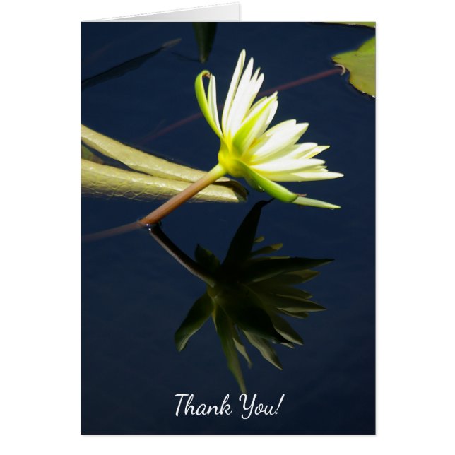White Lotus Waterlily Hälsningskort (Framsidan)