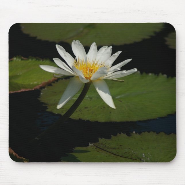 White Lotus Waterlily Lily Dynors Mouse Pad Musmatta (Framsidan)