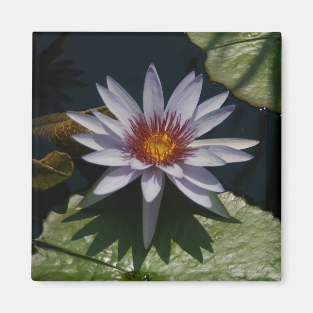 White Lotus Waterlily magnet (Framsidan)