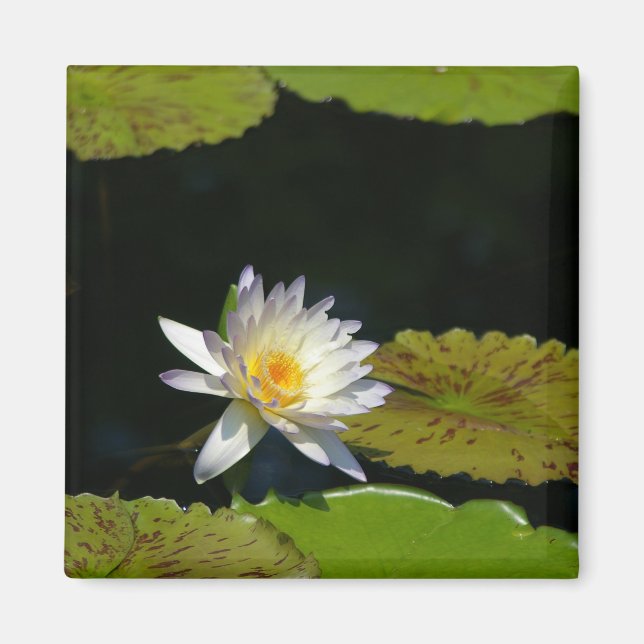 White Lotus Waterlily magnet (Framsidan)