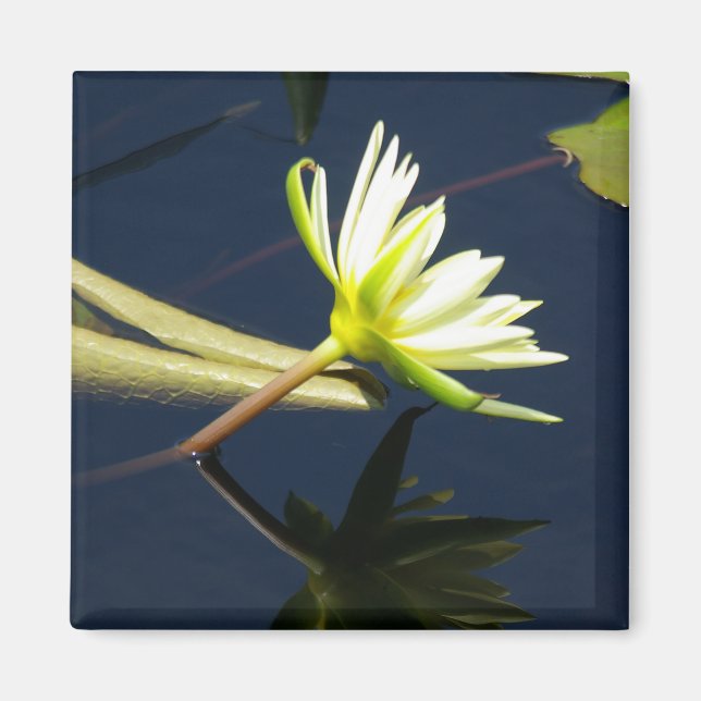 White Lotus Waterlily magnet (Framsidan)