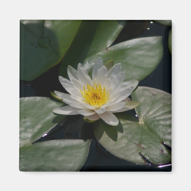 White Lotus Waterlily magnet (Framsidan)