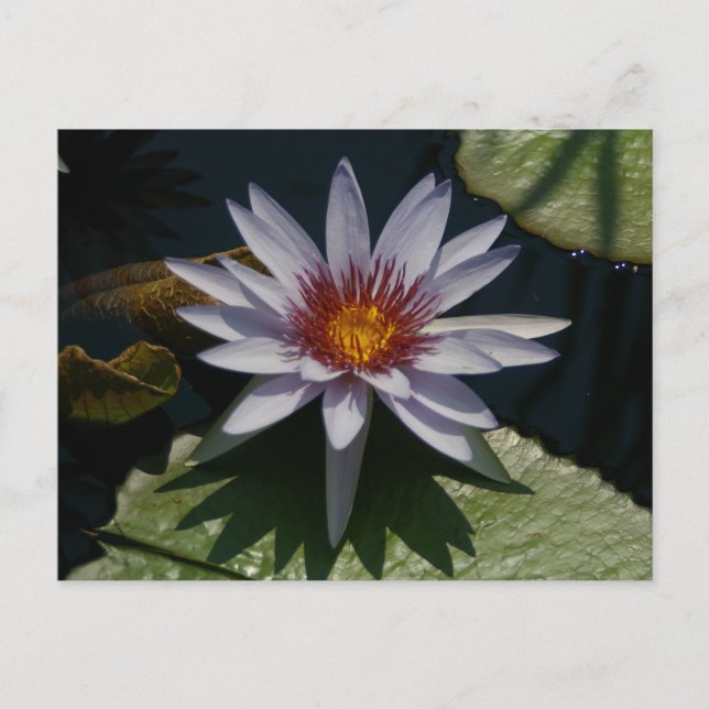 White Lotus Waterlily vykort (Framsida)