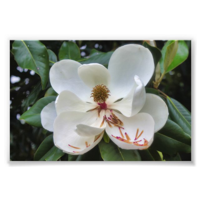 White Magnolia-blomma Fototryck (Framsidan)