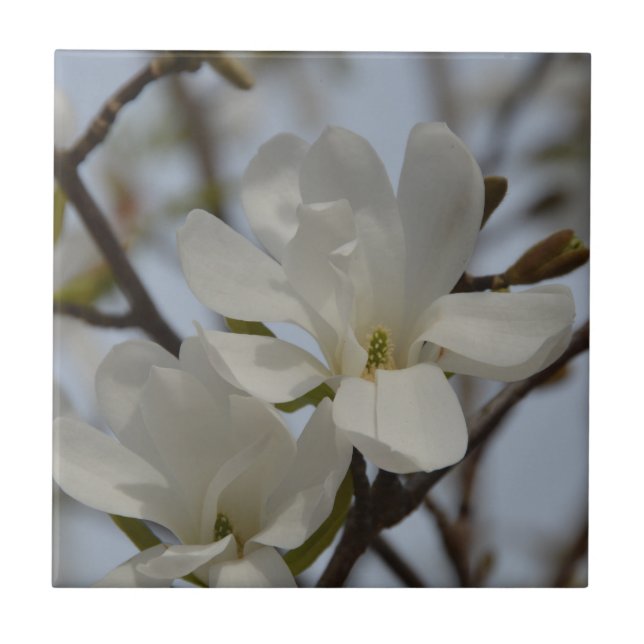 White Magnolia Blooming i Vår Kakelplatta (Framsidan)