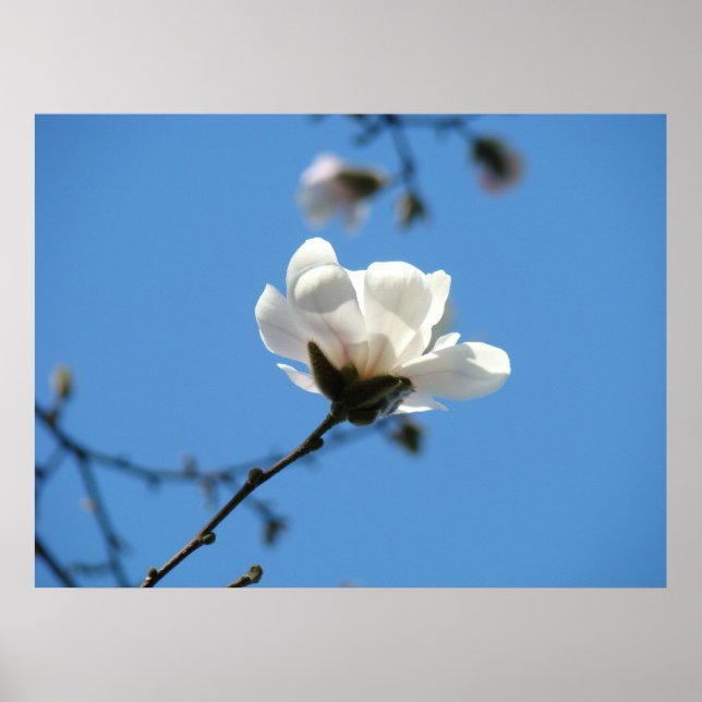 White Magnolia Flower art print Blå himmel Blommig Poster (Framsidan)
