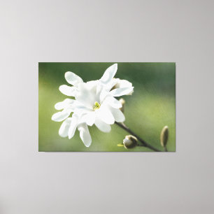 White Magnolia Flower Canvastryck
